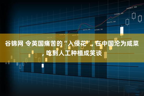 谷锦网 令英国痛苦的“入侵花”, 在中国沦为咸菜, 吃到人工种植成笑谈